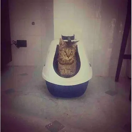 Historic Miramare Palace *